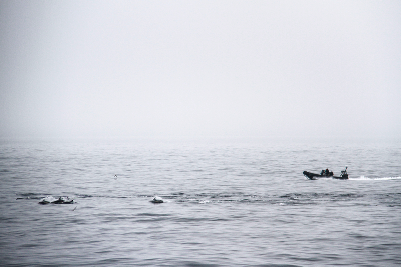 A Sea Shepherd boat escorts a pod of dolphins away from the Faroe Islands. Photo credit: Ayesha D’souza / Sea Shepherd